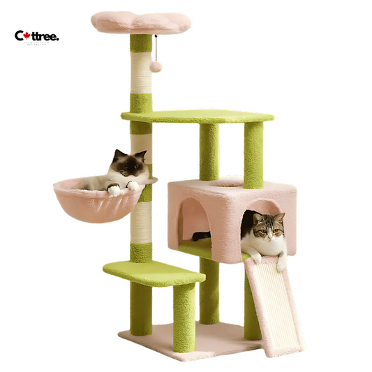 cat condos